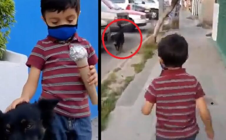 Tienen que tener casa: Niño se hace viral por entrevistar a perritos de la calle; da emotivo mensaje