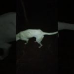 Allanan la casa de una empleada municipal y rescatan 25 perros moribundos