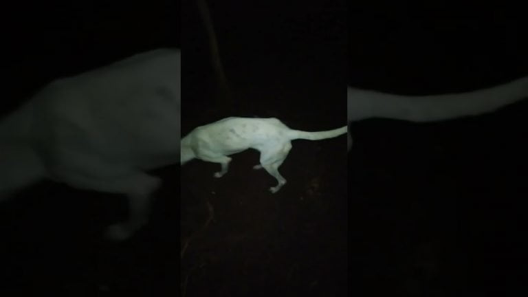 Allanan la casa de una empleada municipal y rescatan 25 perros moribundos