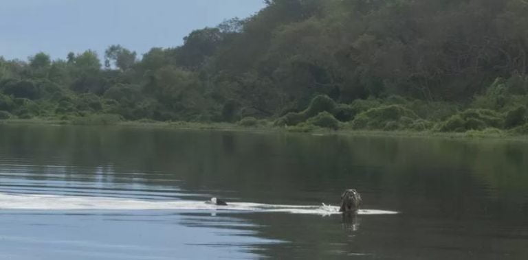 Hallan en Chaco nutria gigante que habitó Misiones y creían extinta en el país
