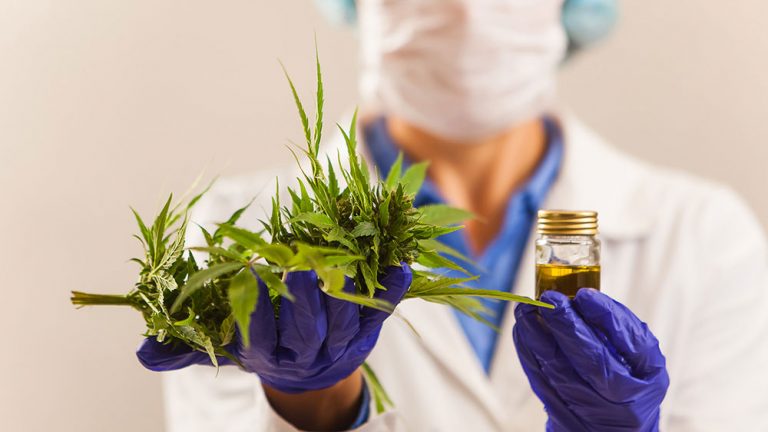 El proyecto que regula la industria del cannabis medicinal ingresó al Senado