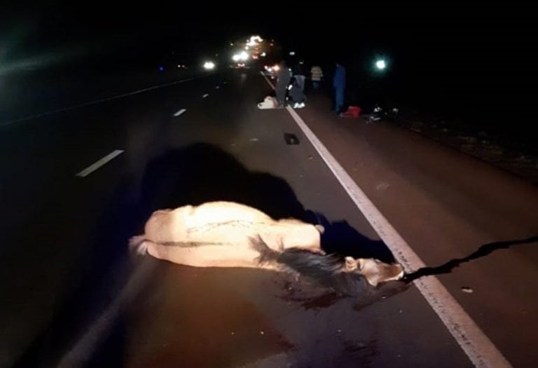 Un auto y una moto chocaron contra un caballo en Candelaria