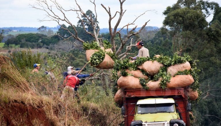 Adelantan que el próximo martes se definiría el precio de la yerba mate