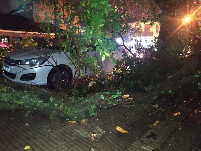 El Fuerte Temporal En Misiones Causó Destrozos Caída De árboles Y