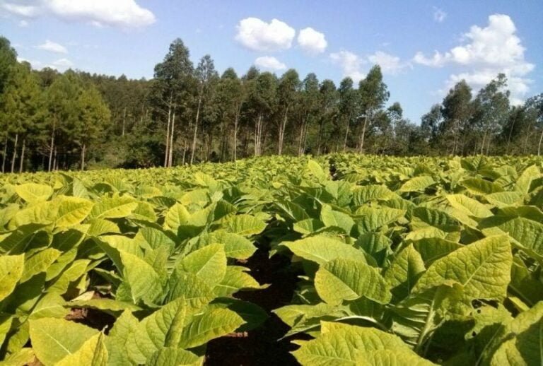 Caja Verde: confirmaron pago por más 485 millones de pesos a tabacaleros