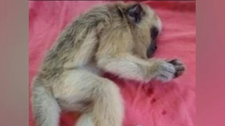 El mono carayá que fue atacado a piedrazos ayer en Candelaria