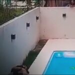 VIOLENCIA SIN CONTROL | Se atrincheró en la medianera y mató a su vecino mientras limpiaba la pileta