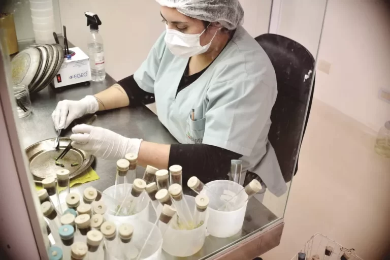 Cannabis medicinal: harán ensayos en humanos en 2022