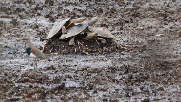 La sequía, el calor y la bajante del Paraná provocan mortandad de peces y tortugas de agua