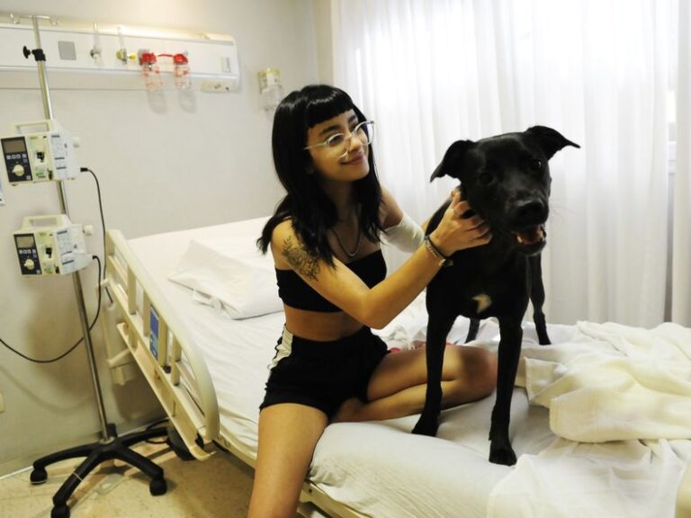 Proyecto 4 patas: los pacientes internados podrán ser visitados por sus mascotas