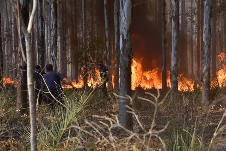 Como paliativo, venderán madera quemada a mitad de precio