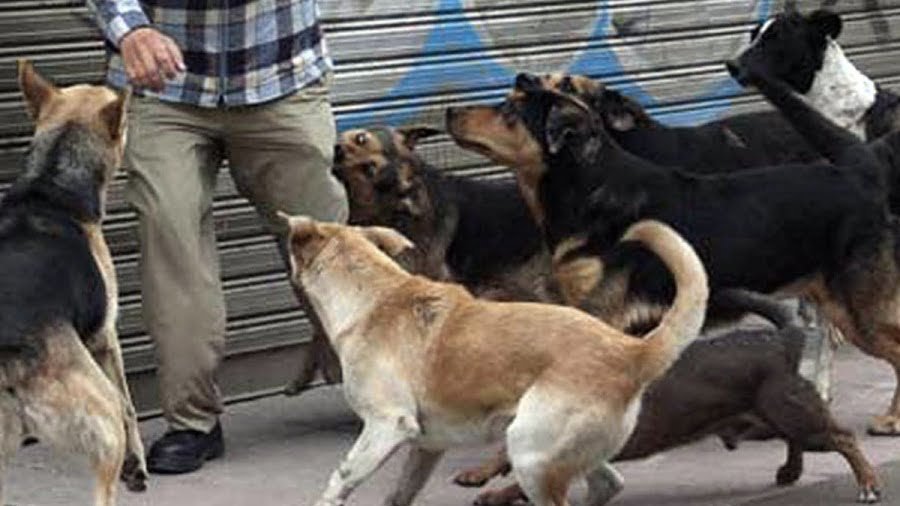 
Una jauría de perros atacó a un hombre. Foto: Archivo