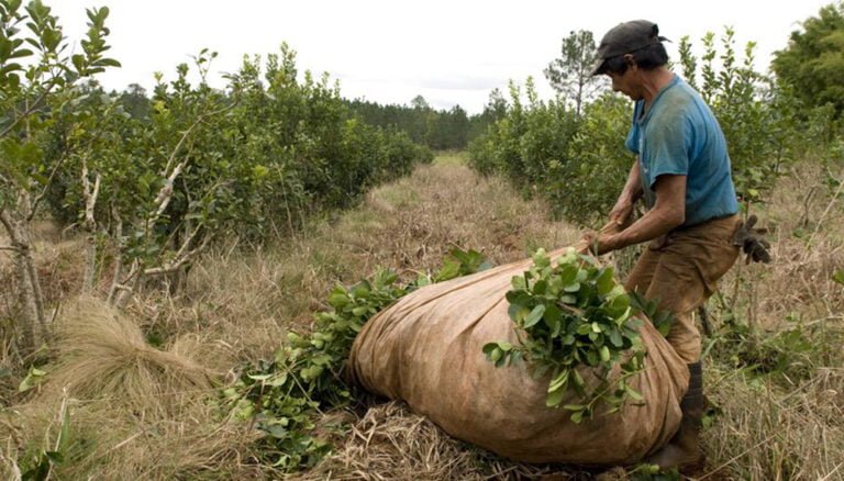 Obra social yerbatera: «lo anunciado no es lo que los productores querían»