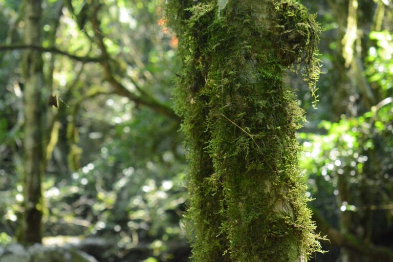 Los parques y reservas naturales de Misiones serán espacios libres de humo