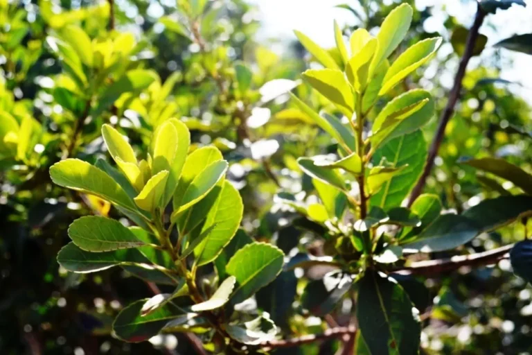 Inym inició sumarios a los que plantan sin autorización