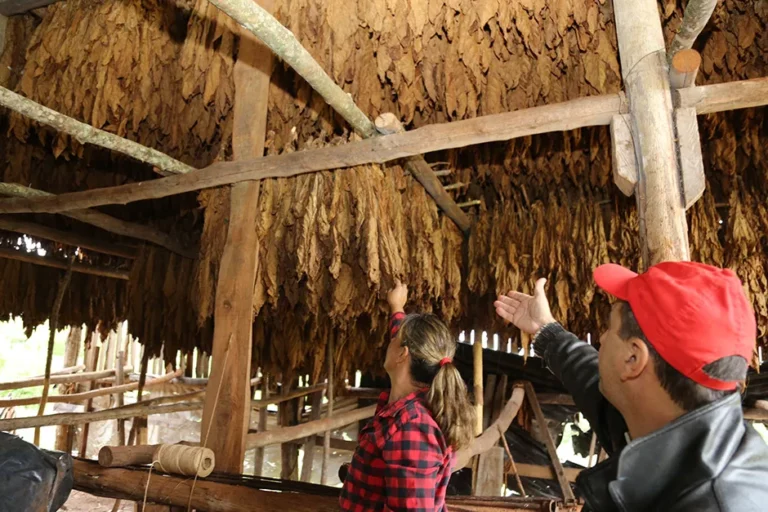 Sector tabacalero prevé un fuerte repunte productivo