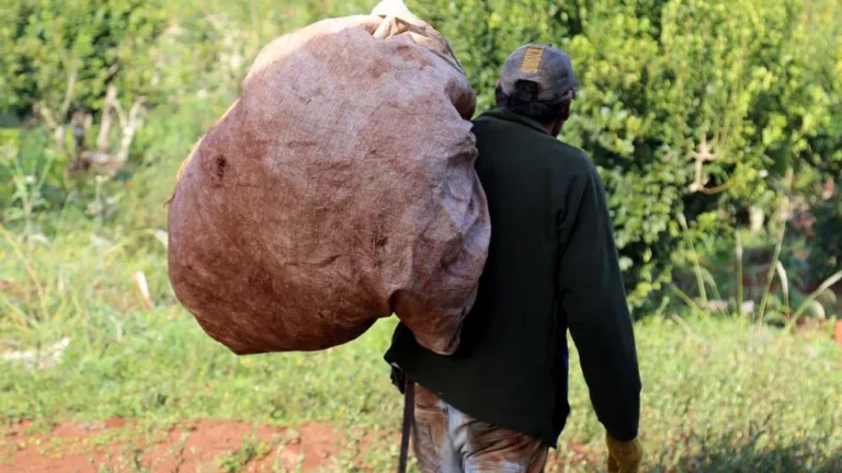 Productores rechazan suba en la tarifa sustitutiva de la yerba