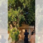 Posadas: intentó robar un auto y quiso escapar de la Policía subiéndose a un árbol