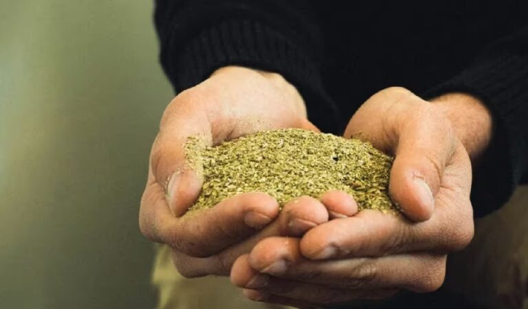 Cristian Castro y Blanca Alves  proponen creación de centro de acopio provincial de yerba mate