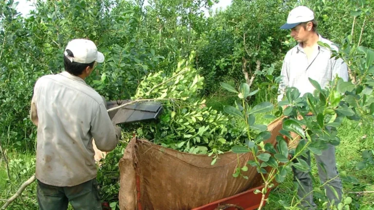 Yerbateros buscan frenar la pérdida de competitividad con reclamo a Nación