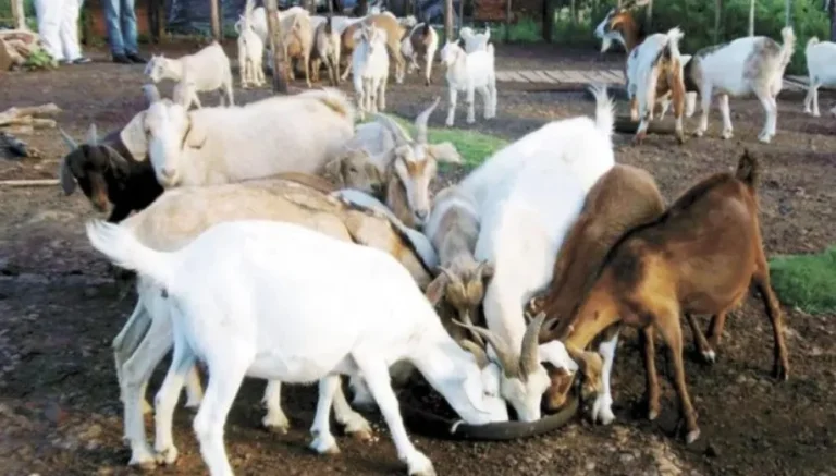 Cerro Corá es la segunda estación de Turismo Cultural