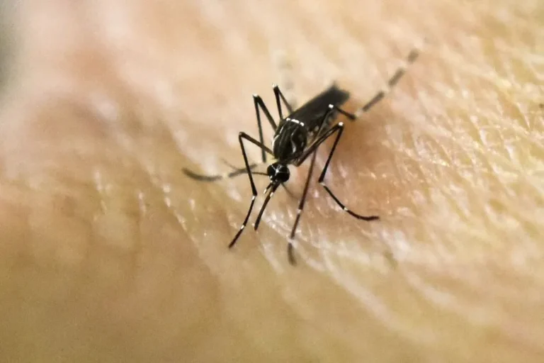 Dengue en Misiones: la situación se mantiene estable, pero refuerzan las medidas de prevención