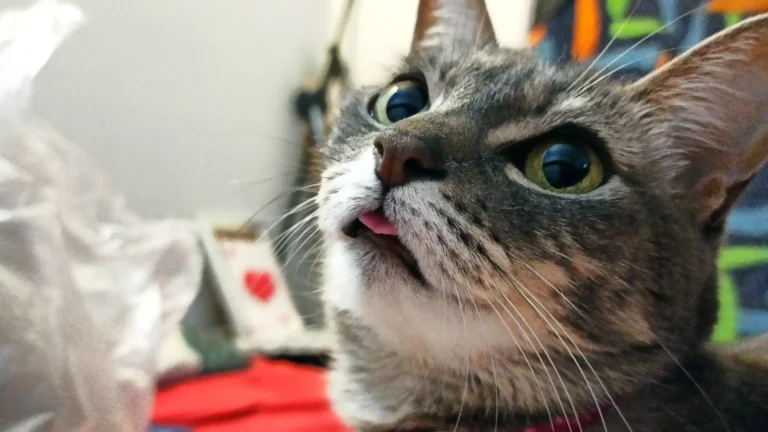 Hoy se celebra el Día Internacional del Gato